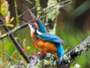Kingfisher - Zimorodek